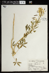 Media resource of Kersia foliosa