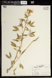 Peritoma serrulata image