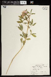 Peritoma serrulata image