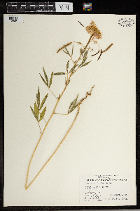 Peritoma serrulata image