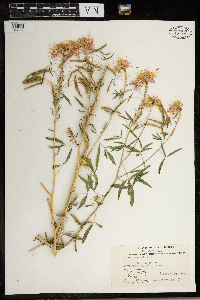 Peritoma serrulata image