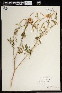 Peritoma serrulata image