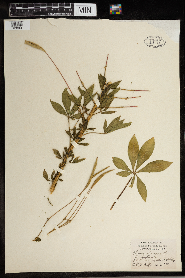 Cleome spinosa image