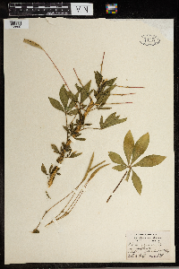 Media resource of Cleome spinosa