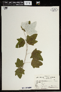 Populus alba image