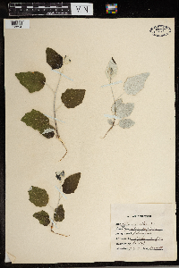 Populus alba image