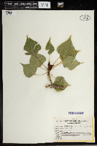 Populus balsamifera image
