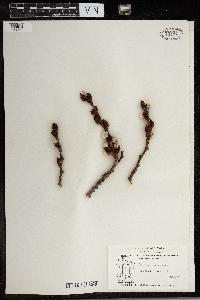 Populus balsamifera image