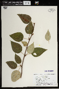 Populus balsamifera image