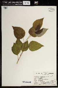Populus grandidentata image