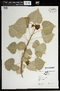 Populus grandidentata image