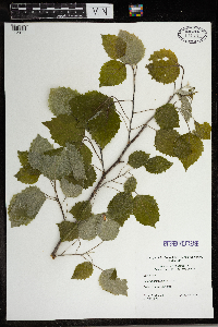 Populus grandidentata image