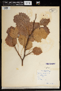 Populus grandidentata image