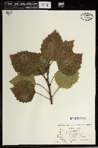 Populus grandidentata image