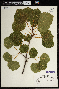 Populus grandidentata image