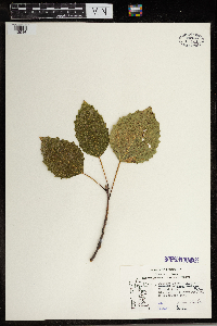 Populus grandidentata image