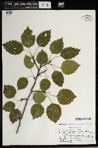 Populus grandidentata image