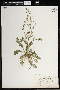 Capsella bursa-pastoris image