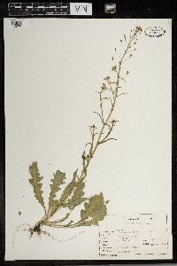 Capsella bursa-pastoris image