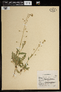 Capsella bursa-pastoris image