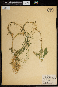Capsella bursa-pastoris image