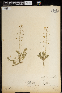 Capsella bursa-pastoris image