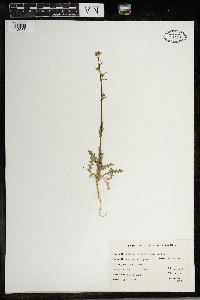 Capsella bursa-pastoris image