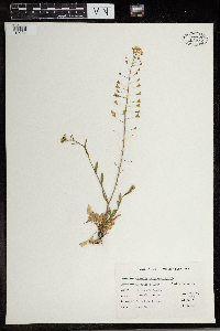 Capsella bursa-pastoris image