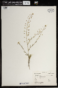 Capsella bursa-pastoris image