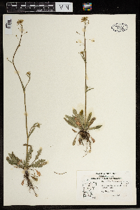 Capsella bursa-pastoris image