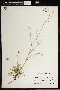 Capsella bursa-pastoris image