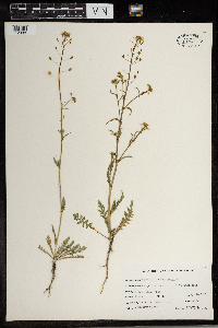 Capsella bursa-pastoris image