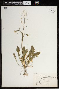 Capsella bursa-pastoris image