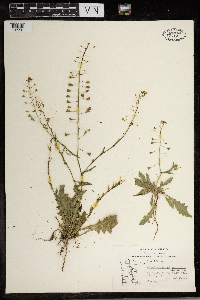 Capsella bursa-pastoris image