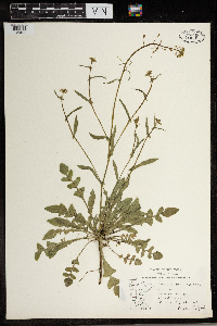 Capsella bursa-pastoris image