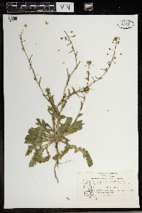 Capsella bursa-pastoris image