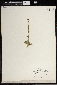 Capsella bursa-pastoris image