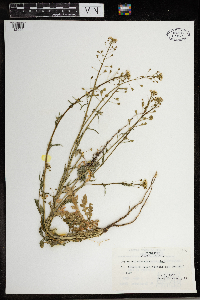 Capsella bursa-pastoris image
