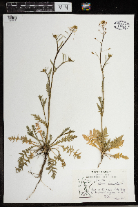 Capsella bursa-pastoris image