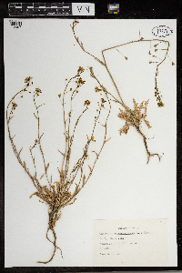 Capsella bursa-pastoris image