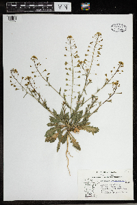 Capsella bursa-pastoris image