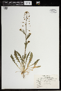 Capsella bursa-pastoris image