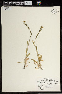 Capsella bursa-pastoris image