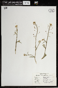 Capsella bursa-pastoris image