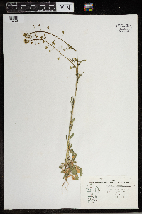 Capsella bursa-pastoris image