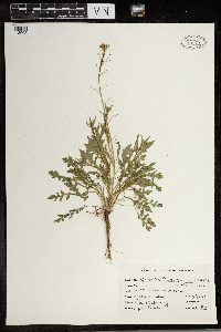 Capsella bursa-pastoris image