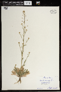 Capsella bursa-pastoris image