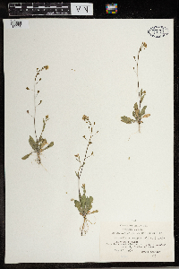 Capsella bursa-pastoris image