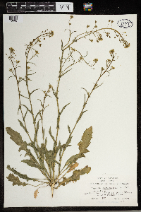 Capsella bursa-pastoris image