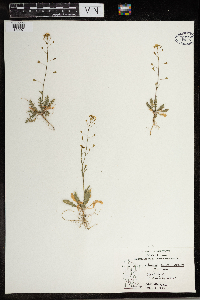 Capsella bursa-pastoris image
